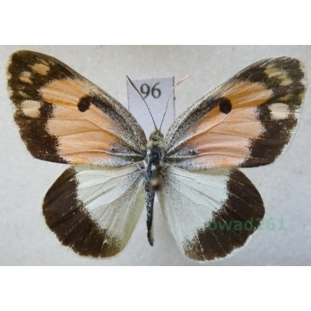 Colotis phisadia (Godart, 1819) ex. ovo Jordan96